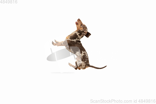 Image of Cute puppy of Dachshund dog posing isolated over white background