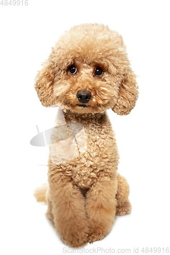 Image of Cute puppy of Maltipoo dog posing isolated over white background