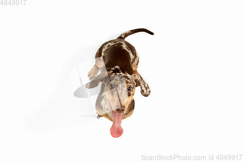 Image of Cute puppy of Dachshund dog posing isolated over white background