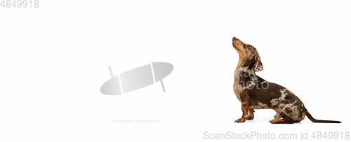 Image of Cute puppy of Dachshund dog posing isolated over white background