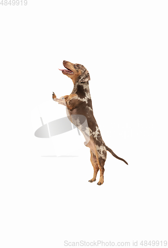 Image of Cute puppy of Dachshund dog posing isolated over white background