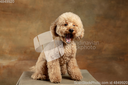 Image of Cute puppy of Maltipoo dog posing isolated over brown background