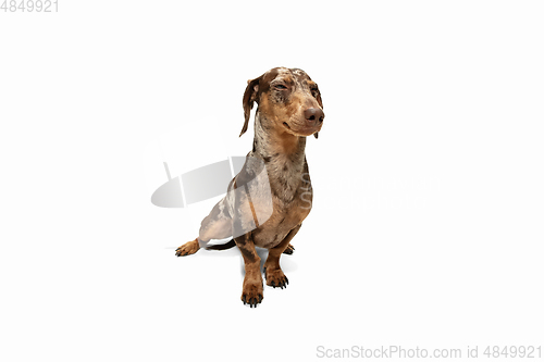 Image of Cute puppy of Dachshund dog posing isolated over white background