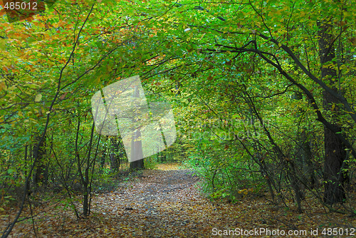 Image of Fall