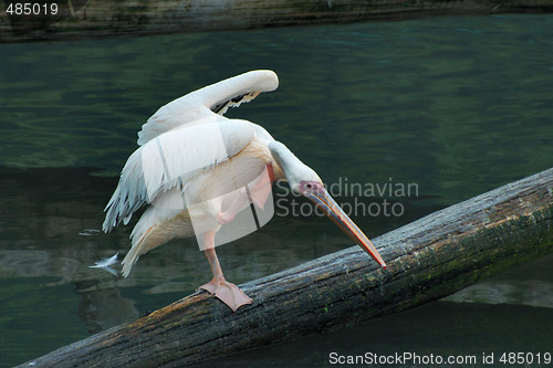 Image of Pelican