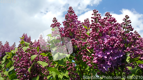 Image of Beautiful flowering spring branches of bright lilac