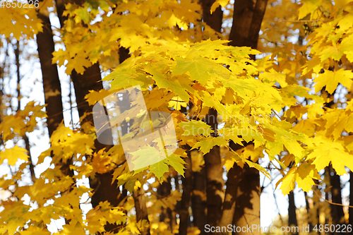 Image of Beautiful golden autumn leaves of maple