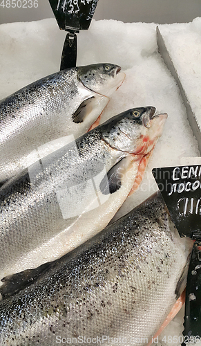 Image of fresh cooled salmon fish on ice for sale in market