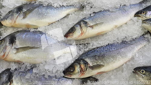 Image of Fresh cooled fish on ice for sale in market