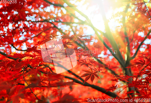 Image of Bright Japanese maple or Acer palmatum leaves and sunlight