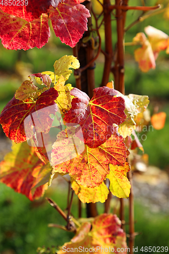 Image of Autumn bright colorful leaves of grape bush