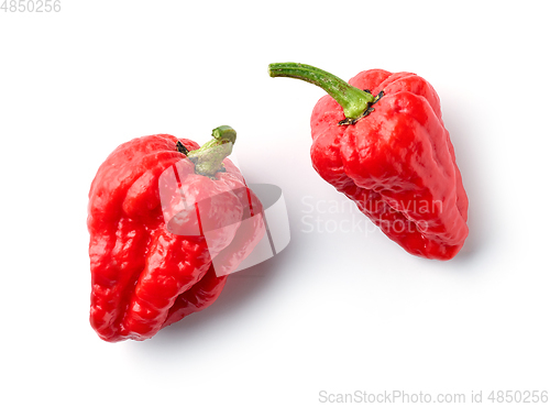 Image of hot red ghost peppers