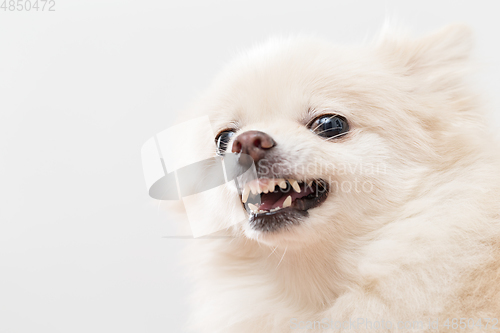 Image of Irated white pomeranian