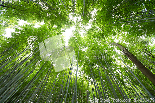 Image of Looking up at lush green bamboo tree canopy