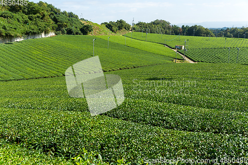 Image of Green tea farm