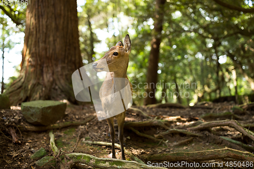 Image of Roe deer