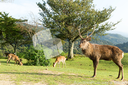 Image of Deer on mountain