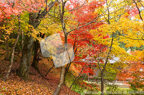 Image of Japanese temple in autumn season