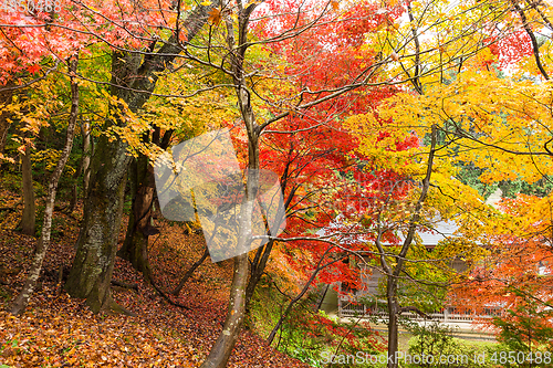 Image of Japanese temple in autumn season