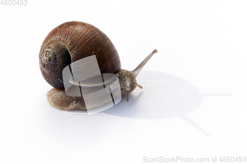 Image of Crawling snail