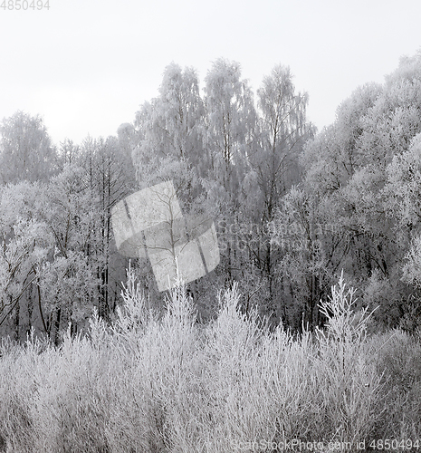 Image of winter forest