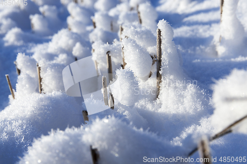 Image of Snow covered field