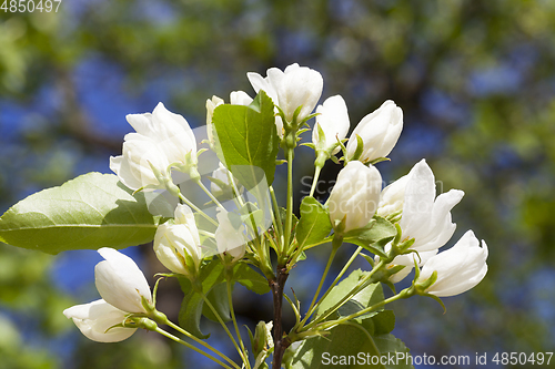 Image of Flowers of apple