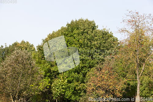 Image of mixed forest