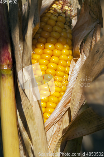 Image of corn, close up