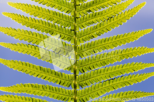 Image of green leaf fern