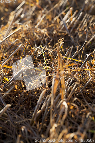 Image of Yellow grass