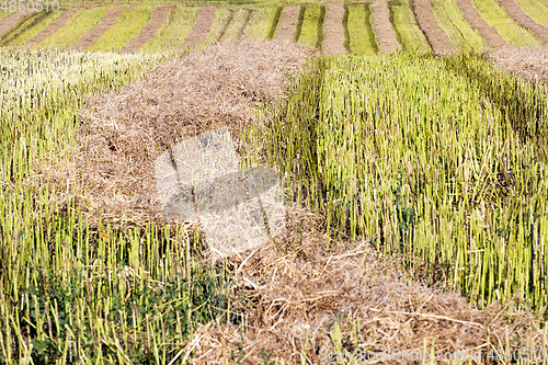 Image of Straw bales