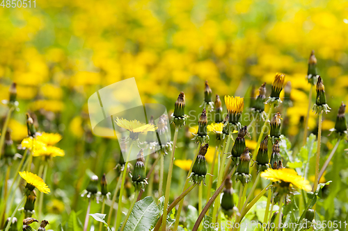 Image of Yellow dandelion