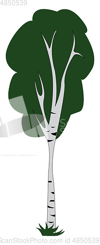 Image of Tall birch tree illustration print vector on white background
