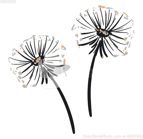 Image of A pair of dandelions vector or color illustration