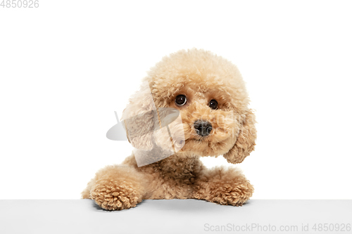 Image of Cute puppy of Maltipoo dog posing isolated over white background