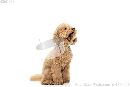 Image of Cute puppy of Maltipoo dog posing isolated over white background