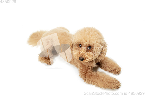 Image of Cute puppy of Maltipoo dog posing isolated over white background