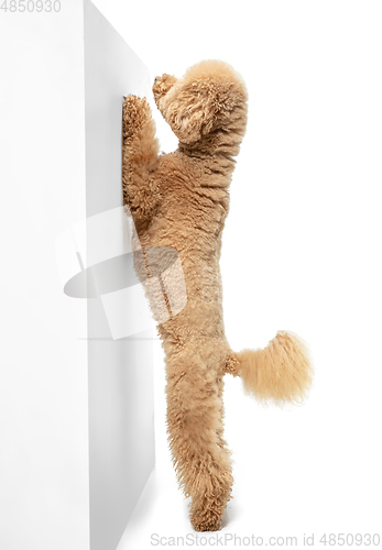 Image of Cute puppy of Maltipoo dog posing isolated over white background