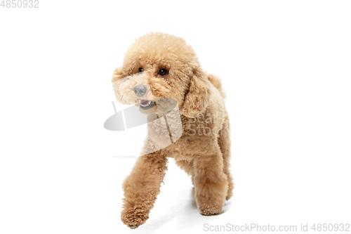 Image of Cute puppy of Maltipoo dog posing isolated over white background