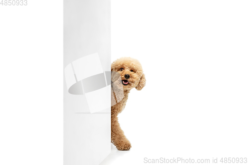 Image of Cute puppy of Maltipoo dog posing isolated over white background