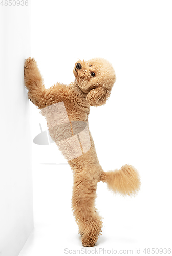 Image of Cute puppy of Maltipoo dog posing isolated over white background