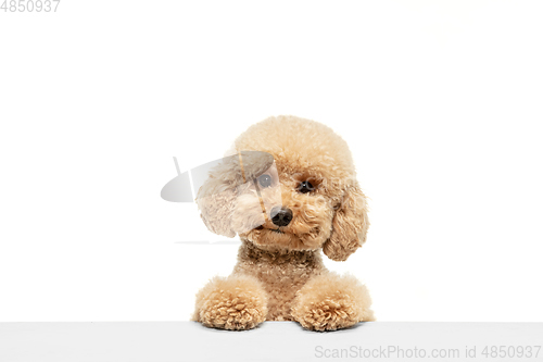 Image of Cute puppy of Maltipoo dog posing isolated over white background