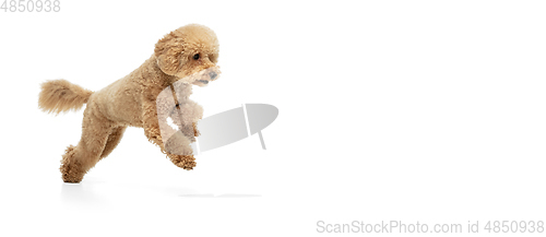 Image of Cute puppy of Maltipoo dog posing isolated over white background