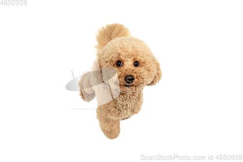 Image of Cute puppy of Maltipoo dog posing isolated over white background