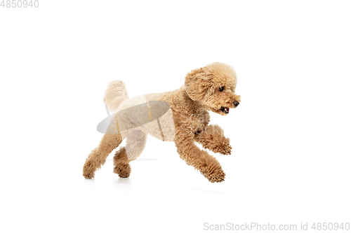 Image of Cute puppy of Maltipoo dog posing isolated over white background