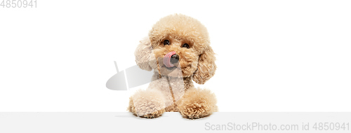 Image of Cute puppy of Maltipoo dog posing isolated over white background