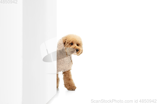 Image of Cute puppy of Maltipoo dog posing isolated over white background