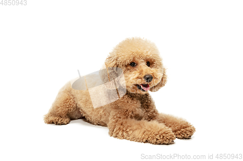 Image of Cute puppy of Maltipoo dog posing isolated over white background