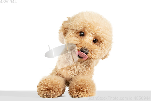 Image of Cute puppy of Maltipoo dog posing isolated over white background